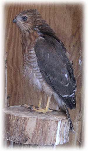 Goshawk