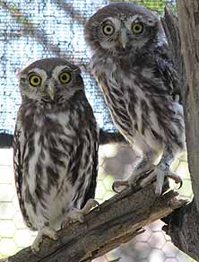 Pearl-spotted owlets