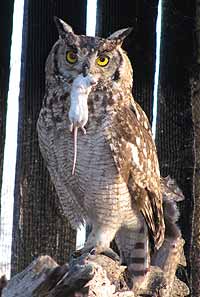 Spotted Eagle owl