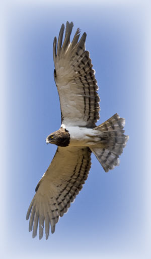 Snake Eagle